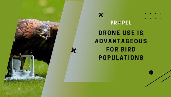 ¿Cómo volar drones de forma segura cerca de las aves?