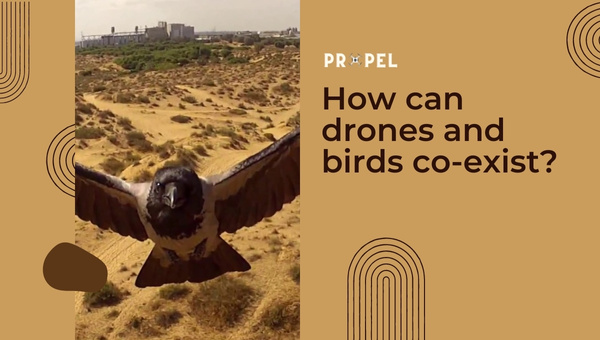 ¿Cómo volar drones de forma segura cerca de las aves?