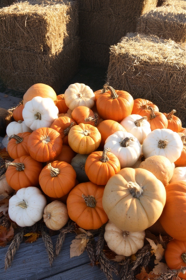 autumn pumpkin display ideas