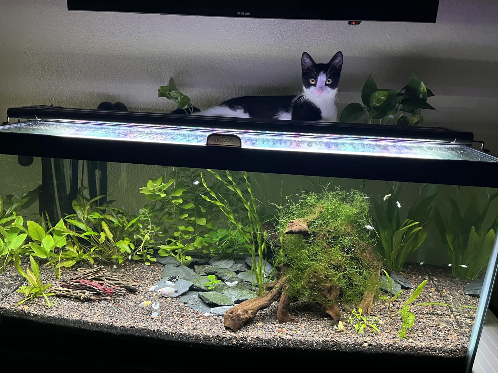 Python No Spill Clean and Fill Aquarium Maintenance System, Gravel Cleaner and Water Changer, 25 Foot - Customer Photo 1