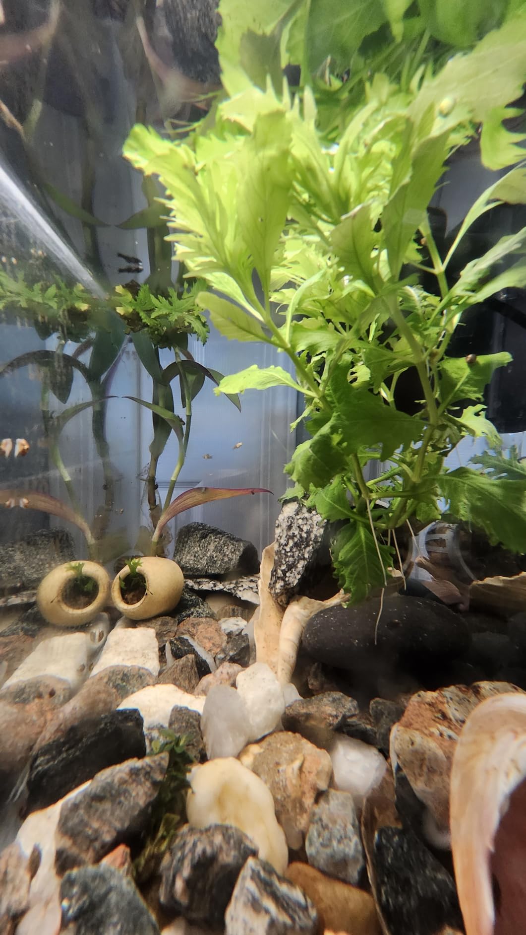 Luigi's Fish Tank Cleaner - Turtle Tank Accessories - Gravel Vacuum for Aquarium - Hand Siphon Hose to Remove and Change Water or Sand in Minutes - Customer Photo 1