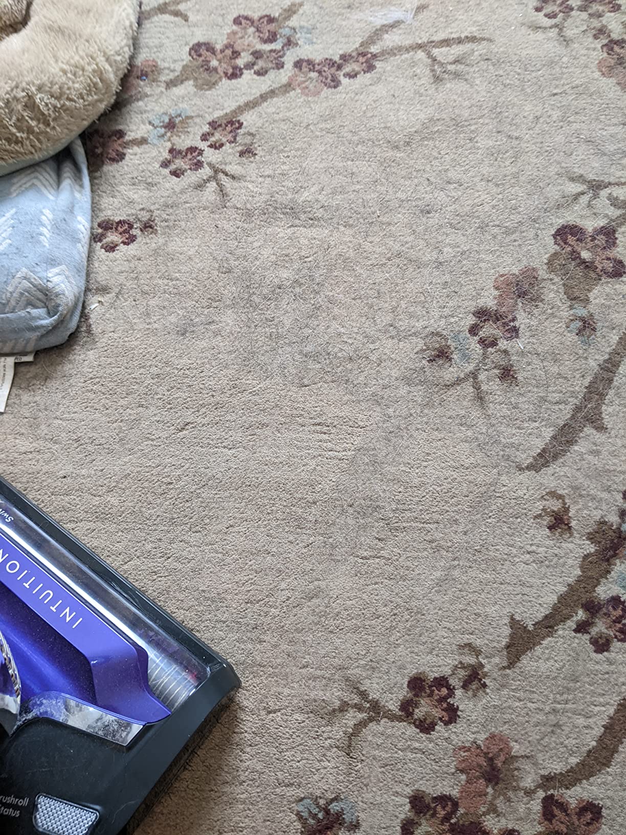 Kenmore BU4018 Intuition Bagged Upright Vacuum Lift-Up Carpet Cleaner 2-Motor Power Suction with HEPA Filter,3-in-1 Combination, Upholstery Tool for Hardwood Floor, Pet Hair, Purple Customer Review Kenmore BU4018 Intuition Bagged Upright Vacuum Lift-Up Carpet Cleaner 2-Motor Power Suction with HEPA Filter,3-in-1 Combination, Upholstery Tool for Hardwood Floor, Pet Hair, Purple - Customer Photo 2