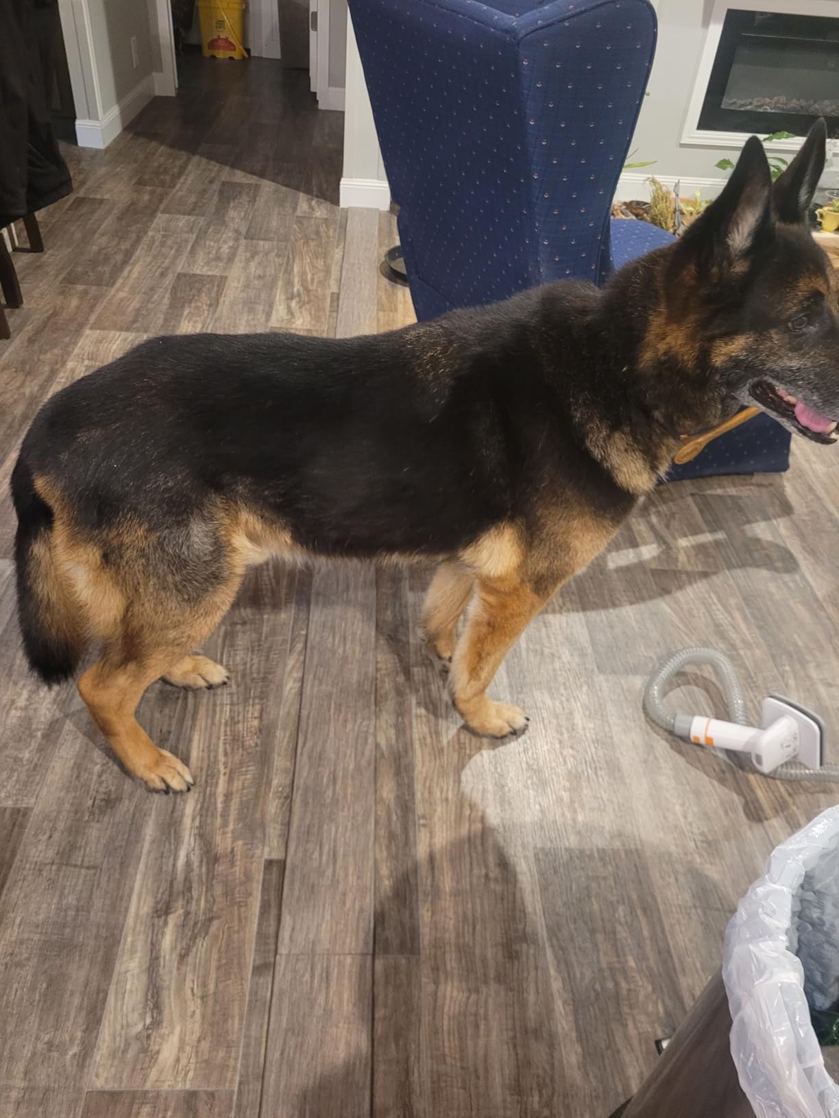 Afloia Dog Brush Vacuum Attachment - Pet Grooming Tool for Dogs & Cats (Vacuum Not Included) - Customer Photo 1