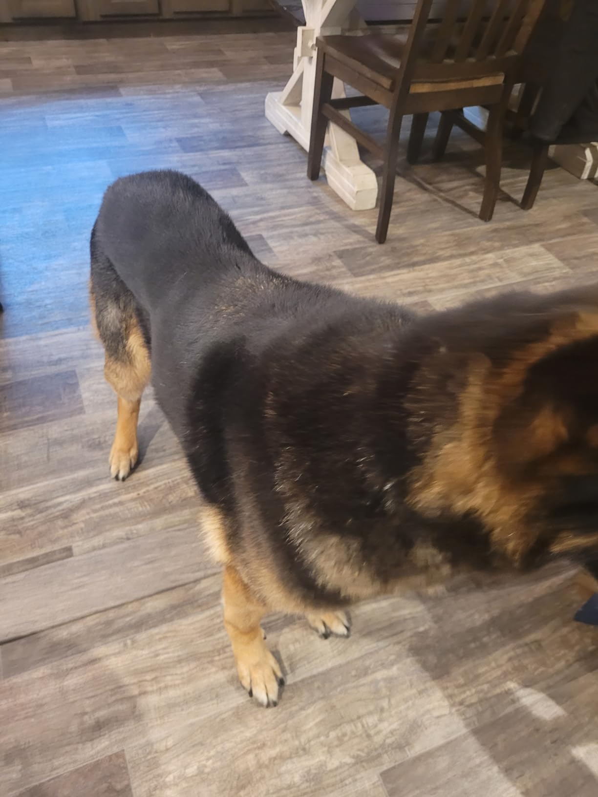 Afloia Dog Brush Vacuum Attachment - Pet Grooming Tool for Dogs & Cats (Vacuum Not Included) - Customer Photo 2