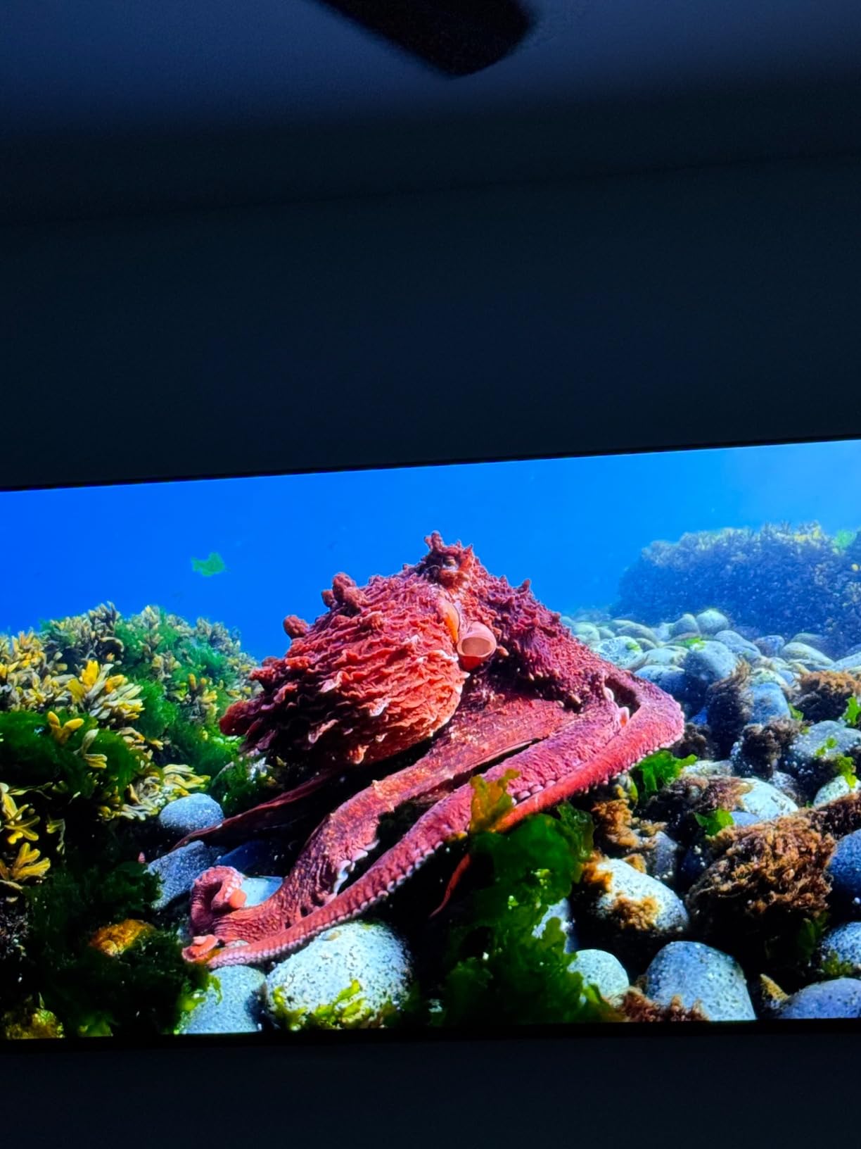 Samsung 55-Inch Class OLED 4K S85D Series HDR Smart TV w/Dolby Atmos, Object Tracking Sound Lite, Contour Design, Motion Xcelerator, Real Depth Enhancer, Alexa Built-in (QN55S85D, 2024 Model) - Customer Photo 2