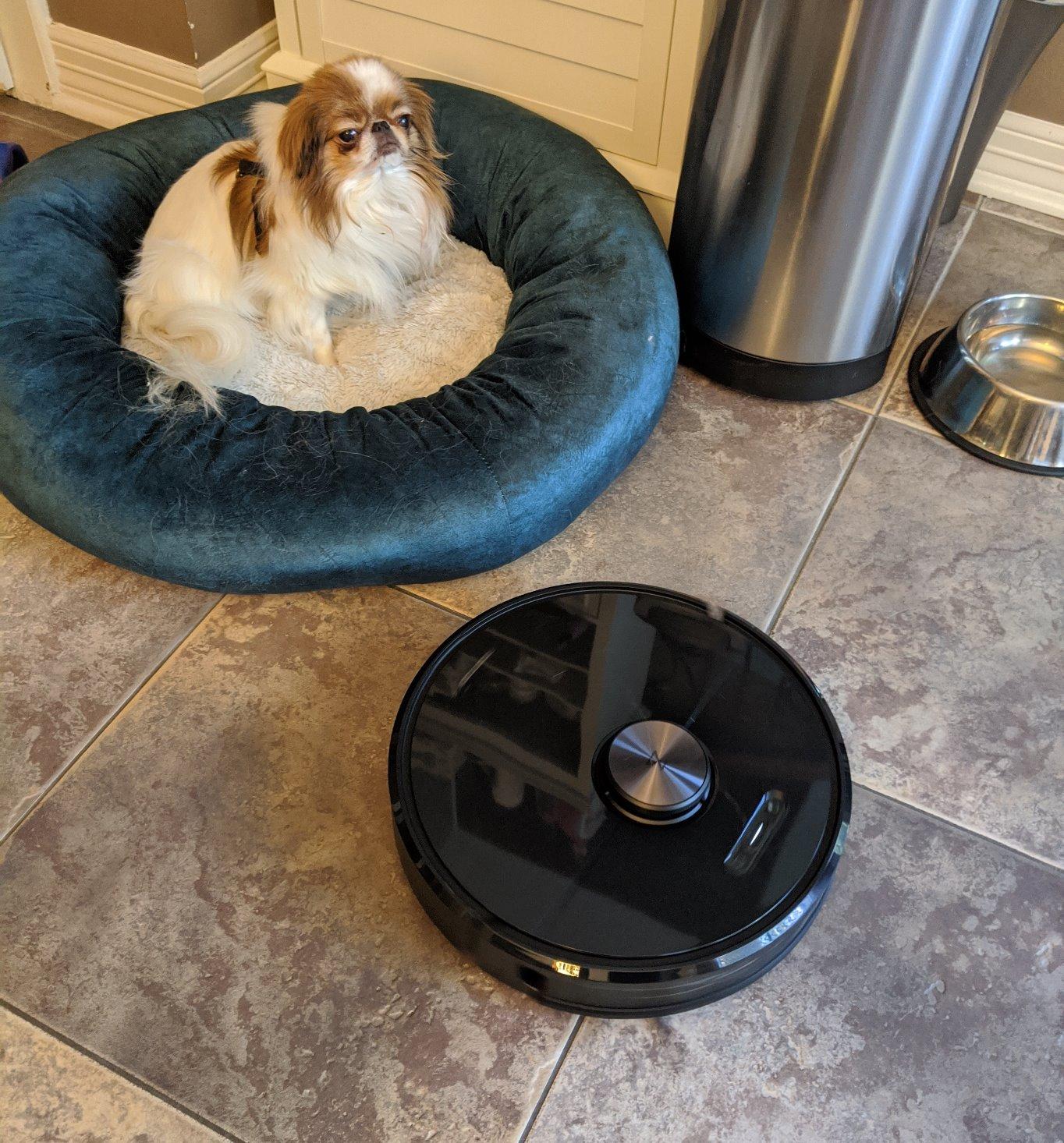 roborock Q10 S5+ Robot Vacuum and Mop, 10,000Pa Suction, Upgraded from Q8 max+, 70 Days Self-Emptying, Obstacle Avoidance, Sonic Mopping, Dual Anti-Tangle Design, Auto Mop Lifting, Ideal for Pet Hair Customer Review roborock Q10 S5+ Robot Vacuum and Mop, 10,000Pa Suction, Upgraded from Q8 max+, 70 Days Self-Emptying, Obstacle Avoidance, Sonic Mopping, Dual Anti-Tangle Design, Auto Mop Lifting, Ideal for Pet Hair - Customer Photo 1