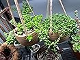 Mkono Ceramic Hanging Planter Macrame Plant Holder 5 Inch Cute Succulent Cactus Pot with Cotton Rope Hanger for Indoor Outdoor Decor, 1 Pack Customer Review Mkono Ceramic Hanging Planter Macrame Plant Holder 5 Inch Cute Succulent Cactus Pot with Cotton Rope Hanger for Indoor Outdoor Decor, 1 Pack - Customer Photo 1