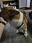 Ruffwear, Front Range Dog Harness, Reflective Soft Padded Everyday Harness with Dual Leash Clips, Adjustable and Lightweight Fit for Training or Walking for All Dogs, Basalt Gray, Medium - Customer Photo 1