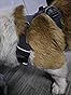 Ruffwear, Front Range Dog Harness, Reflective Soft Padded Everyday Harness with Dual Leash Clips, Adjustable and Lightweight Fit for Training or Walking for All Dogs, Basalt Gray, Medium - Customer Photo 2
