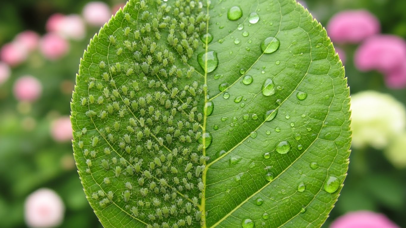 Best Insecticidal Soaps for Gardens 2026: 10 Products Tested