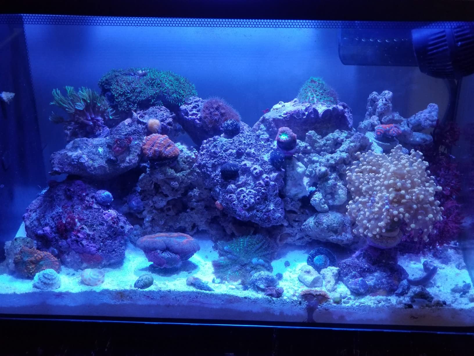 Fluval Evo XII Saltwater Aquarium Kit, 13.5 Gal. | Saltwater Fish Tank with Reef-Capable LED, Efficient 3-Stage Filtration and Seamlessly Integrated Hardware customer photo 2