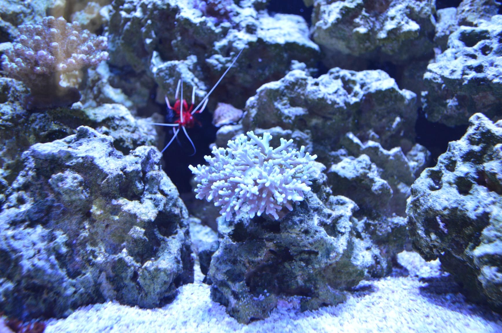 Hydra 32 LED Aquarium Light - Full Spectrum Lighting for Coral Growth, Wireless Control, High PAR Output, Energy Efficient - for Saltwater Reef Tank Aquariums - Black customer photo 1