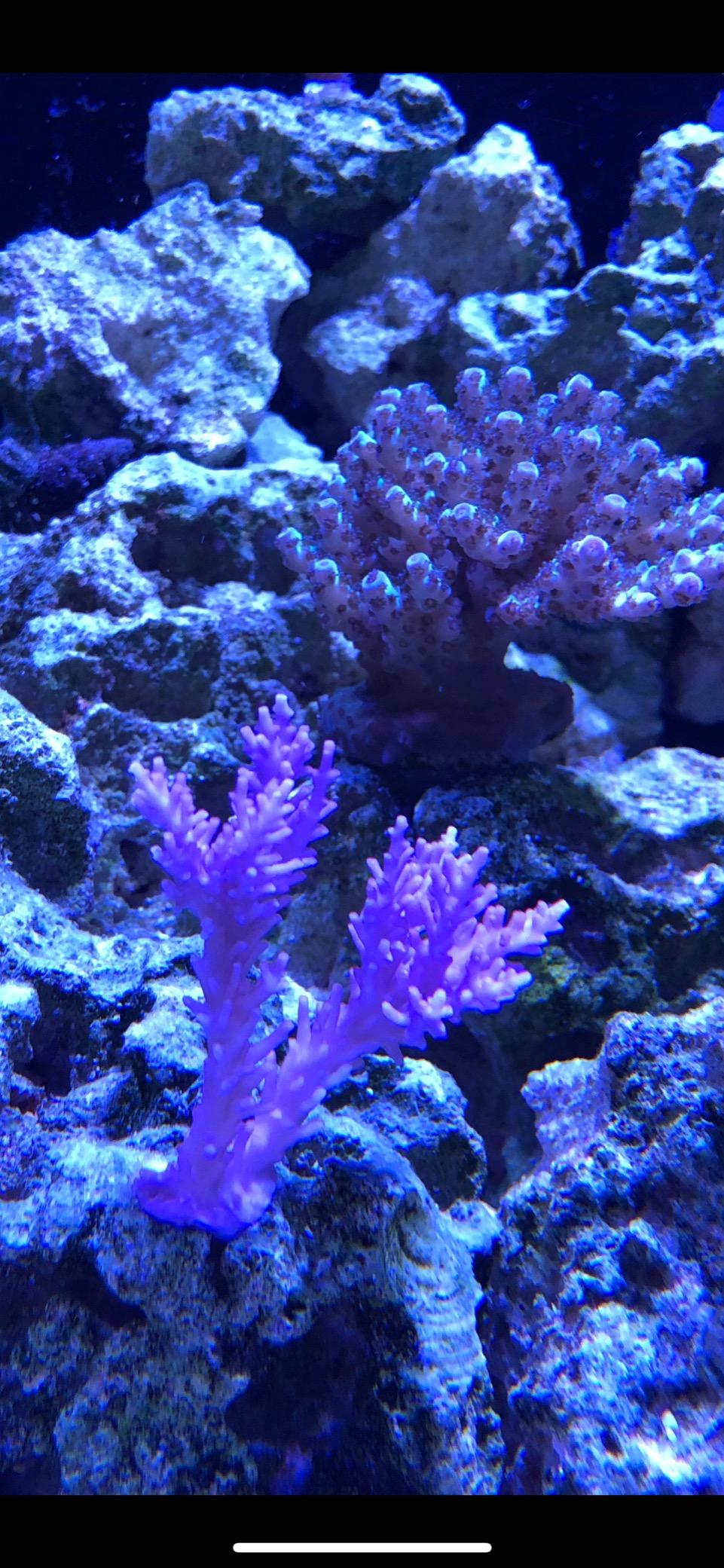 Hydra 32 LED Aquarium Light - Full Spectrum Lighting for Coral Growth, Wireless Control, High PAR Output, Energy Efficient - for Saltwater Reef Tank Aquariums - Black customer photo 2