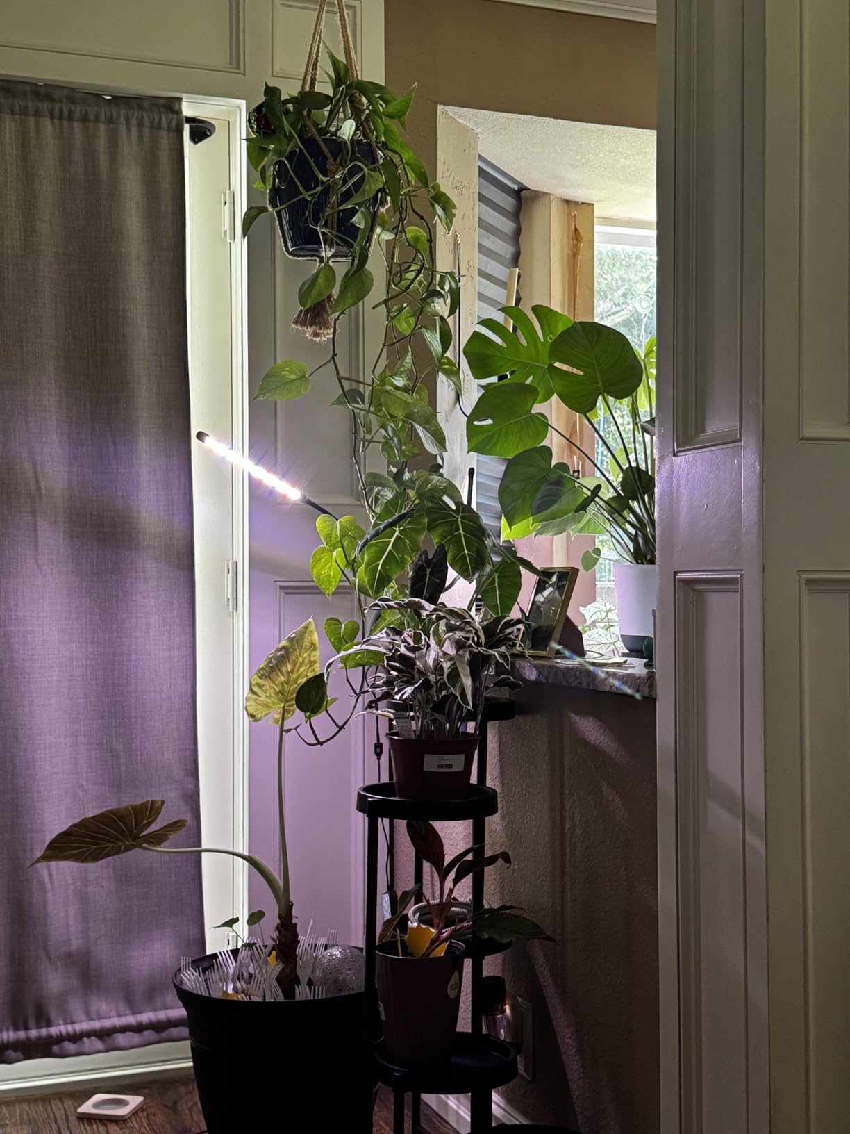 GooingTop Grow Light, 6000K Full Spectrum Indoor Plant Growing Lamp | Desk Lamp with White Red LEDs for Indoor Plants, Clamp with Flexible Gooseneck, Brightness Adjustable, Auto Timer 4 8 12Hrs customer photo 1
