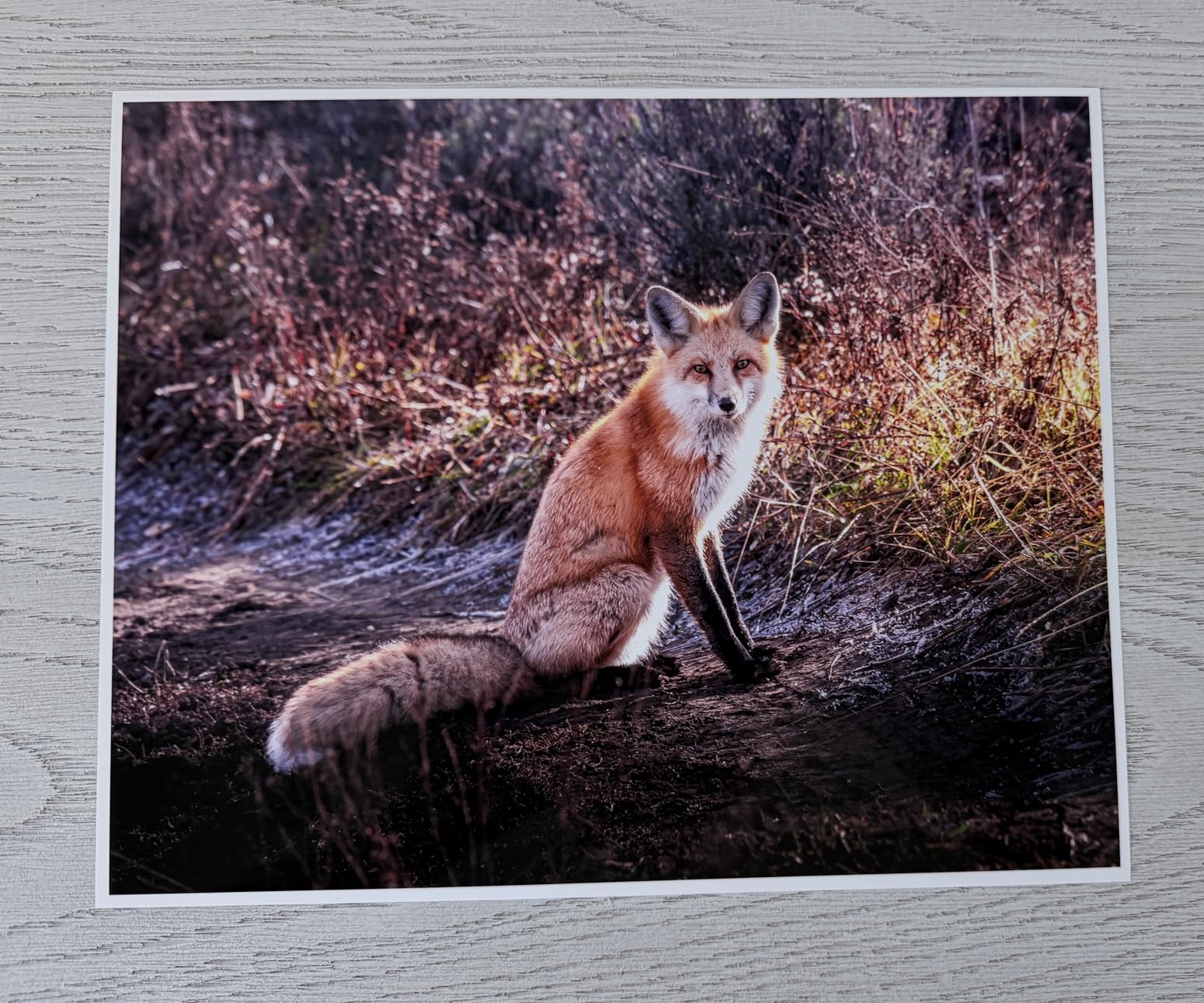Epson EcoTank Photo ET-8550 Wireless Wide-Format All-in-One Tank Printer customer photo 2