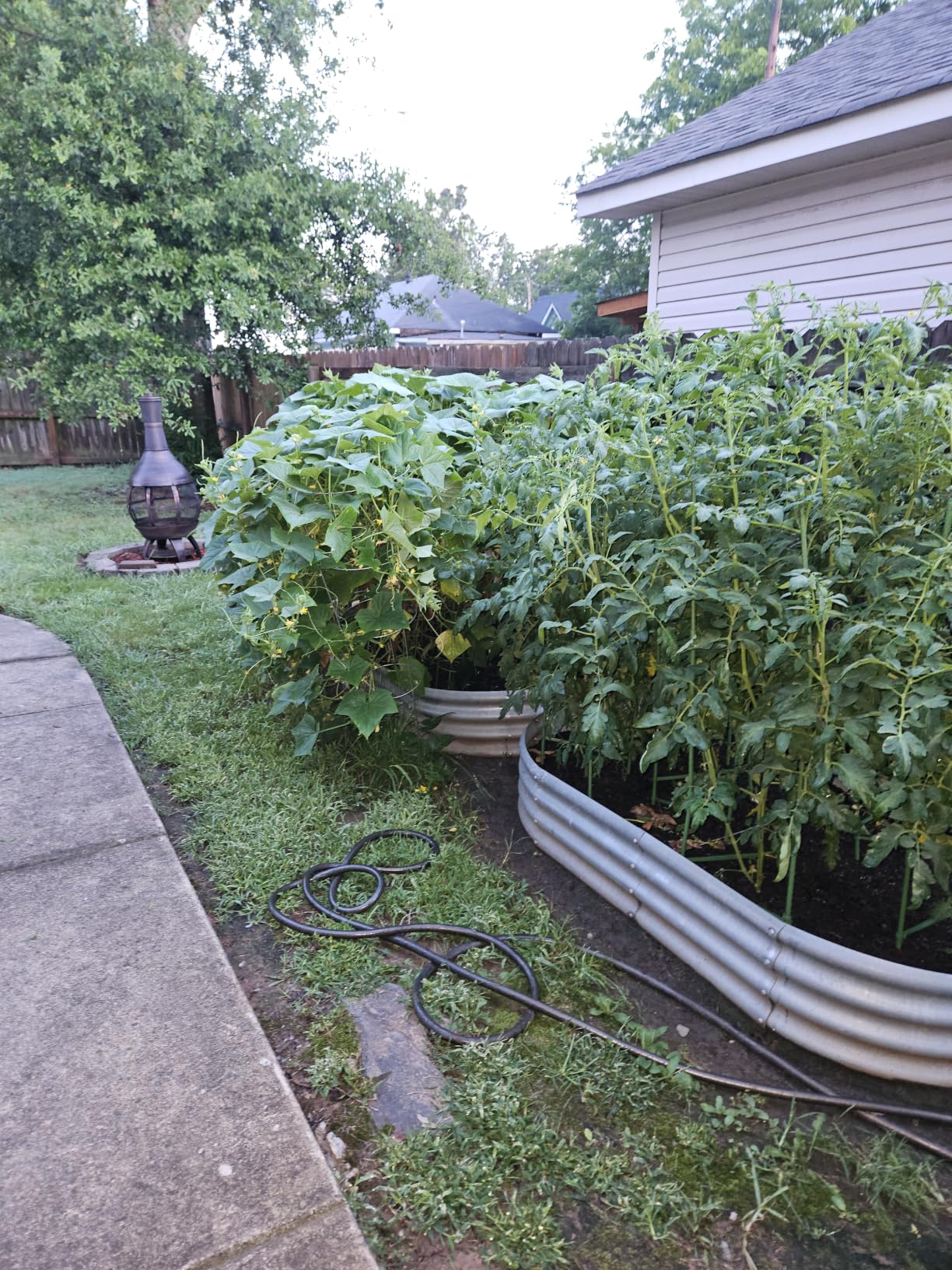 Land Guard Galvanized Raised Garden Bed Kit, Galvanized Planter Garden Boxes Outdoor, Oval Large Metal Raised Garden Beds for Vegetables………… customer photo 2