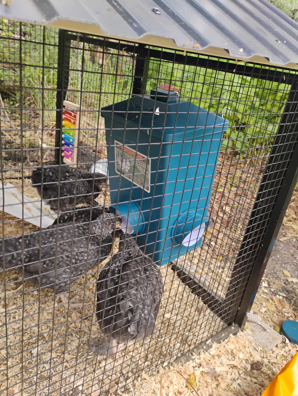 Automatic Port Chicken Feeder and Cup Waterer Set - Chicken Coop Accessories, No Waste Poultry Feeder, 3 Gallon/16 Pounds customer photo 1