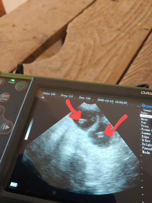 DAWEI Ultrasound Machine for Pregnancy with Convex Probe for Dog, Goat, Swine | 5.6
