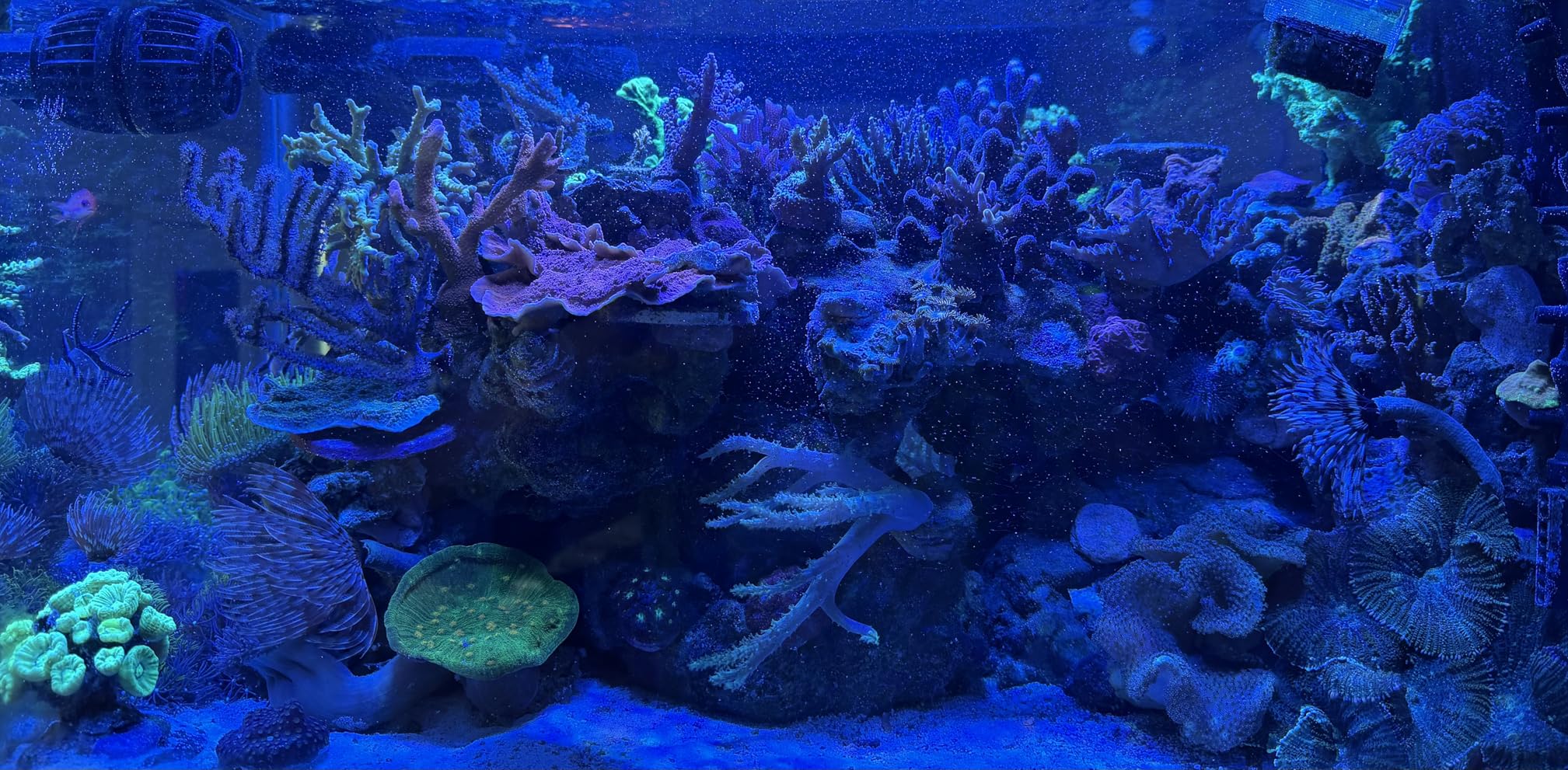 NICREW HyperReef 200 Gen 2 Reef LED Light, 200W Reef Aquarium Lighting for SPS LPS Corals and Saltwater Fish Tanks, Enhanced Violet and Blue Spectrum, Wide Angle Lens, 5 Channels Fully Programmable customer photo 2