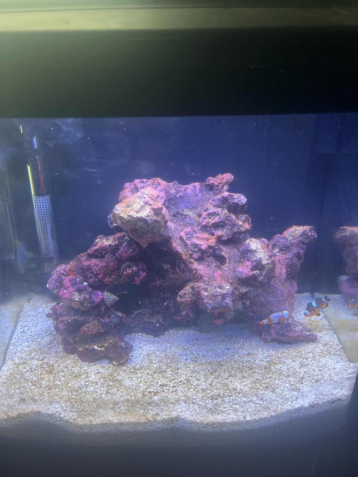 Coralife LED Biocube Aquarium Starter Kit, 14 Gallon Tank for Beginners | Start a reef tank. Cube aquarium with LED hood. Fish tank with filter, pump, 24-hour timer customer photo 1