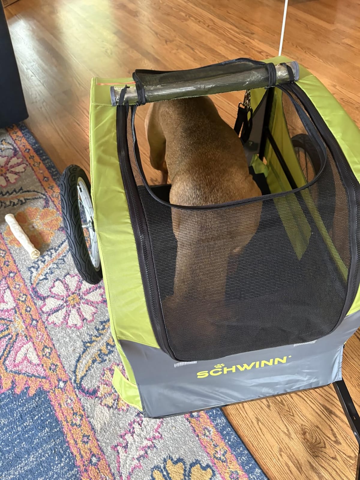 Schwinn Rascal Plus Pet Trailer, Holds Pets Up To 100 lb, Universal Coupler, Folding Frame, Quick-Release Wheels, Rear Doggy Door, Built-In Leash, Washable Liner, Bug Screen customer photo 2