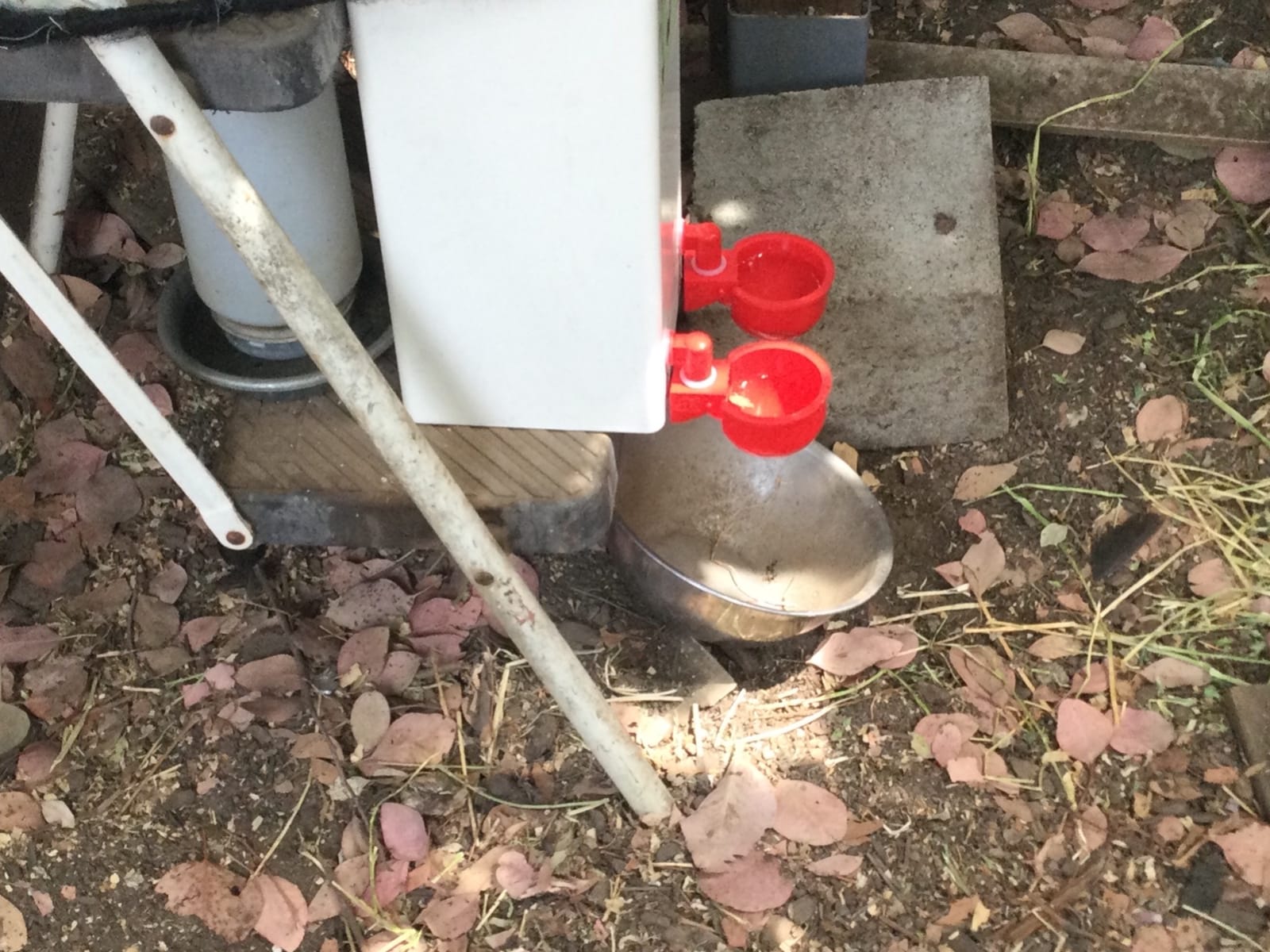 RentACoop 2 Gallon High Rise Chicken Waterer with Cups & Nipples customer photo 2