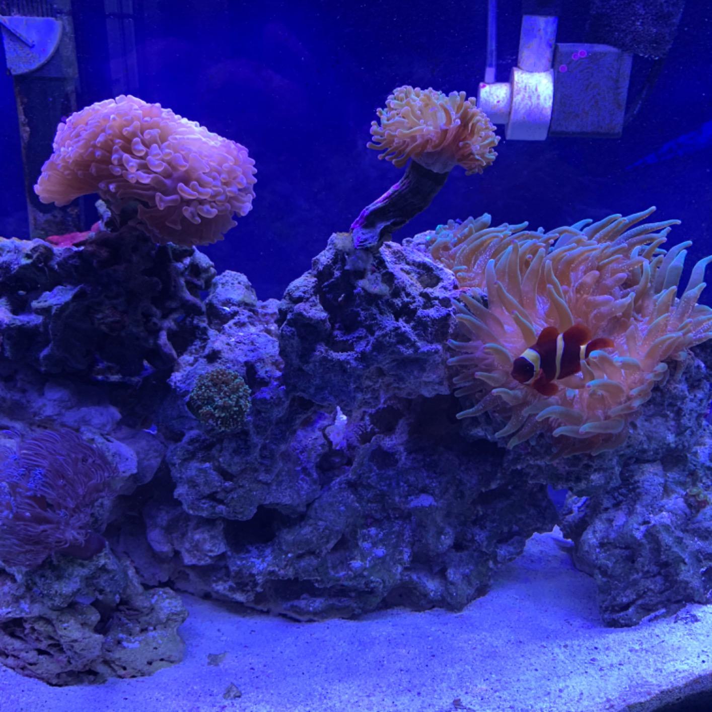 NICREW 32W Saltwater Aquarium Light, Marine LED Reef Light for Corals, Programmable Timer Controller, 30 to 36-Inch | Balanced Blue and Full Spectrum for Soft/LPS Corals, Day + Night Cycle with Sunrise/Sunset Simulation, Extendable Brackets customer photo 1