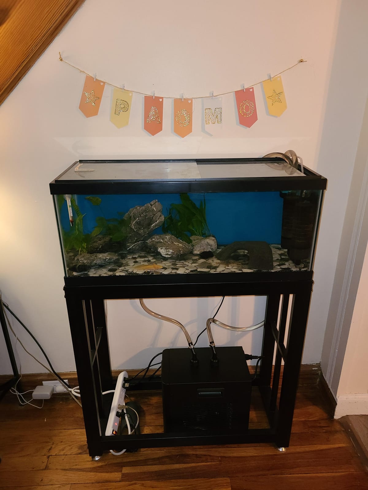 BAOSHISHAN 1/3 HP Aquarium Chiller Up to 79 Gal, Drops Down 8-15F 110V | Rapid Cooling, Ultra-Quiet Compressor, Complete Kit w/Pump & Hose, Ideal For Indoor Hydroponic, Axolotl and Coral Reef Tank customer photo 1