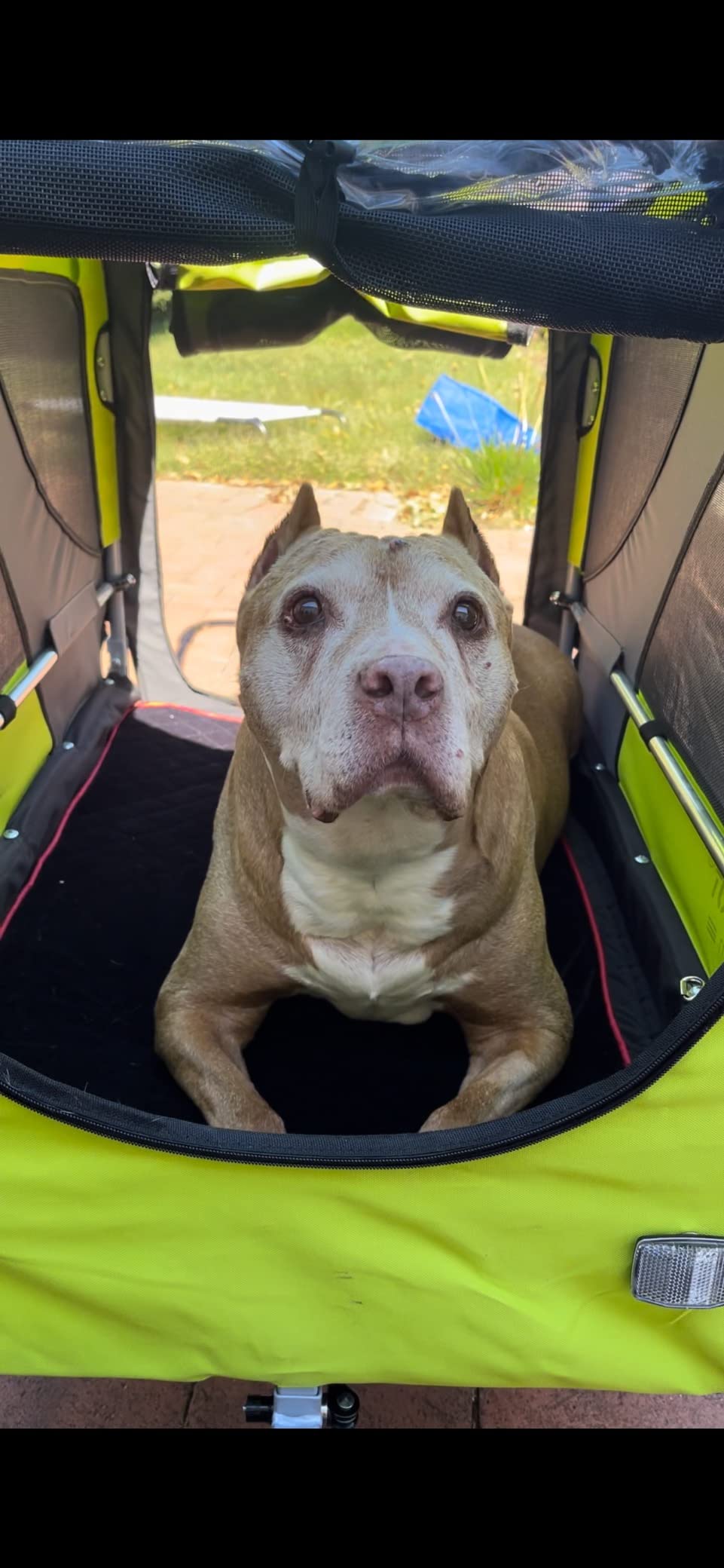 DOGGYHUT Premium X Large Pet Bike Trailer Up to 100 lbs (Gray) | Bicycle Trailer for Small Medium or Large Dogs, Dog Bicycle Carrier, Low Center of Gravity, Folding Frame Cart customer photo 1