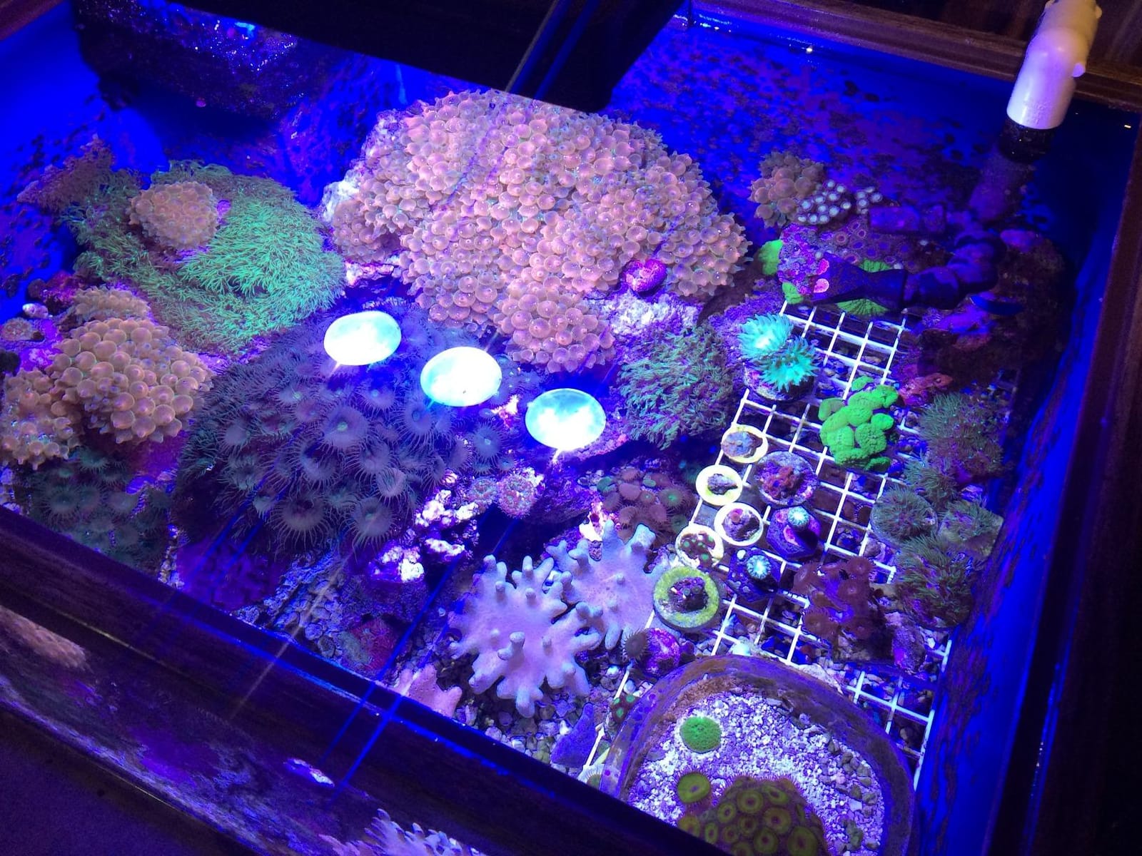 A036 Reef Tank Light 36 Watts Saltwater Light with Touch Control, Reef Lights for Coral Reef Nano Fish Tank Marine Tanks with Timer & Screen customer photo 2