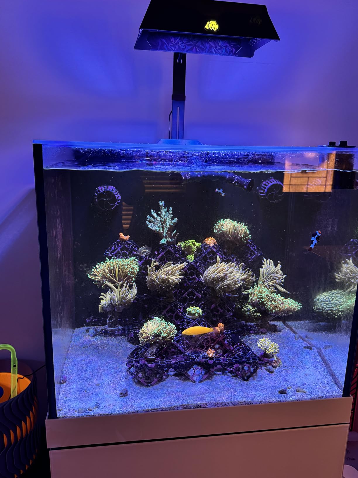 NICREW NavaReef 65 Reef LED Light, 65W Reef Aquarium Lighting for Soft/LPS Corals and Saltwater Fish Tanks, Built-in Timer, Blue Focused Spectrum customer photo 1