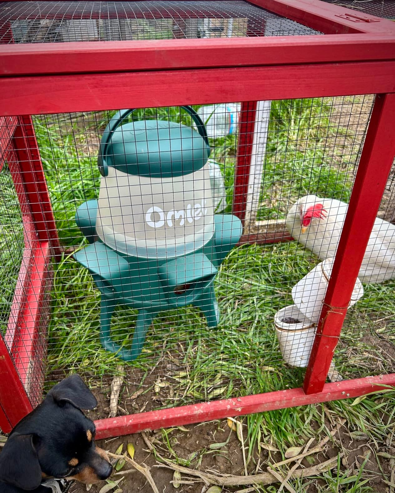 Omlet No Waste Chicken Feeder for Coop | 12lb Anti-Spill Poultry Feeder with 5 Feeding Ports | Feeds 6 Hens for 7 Days | Hanging or Free Standing | Weatherproof customer photo 1