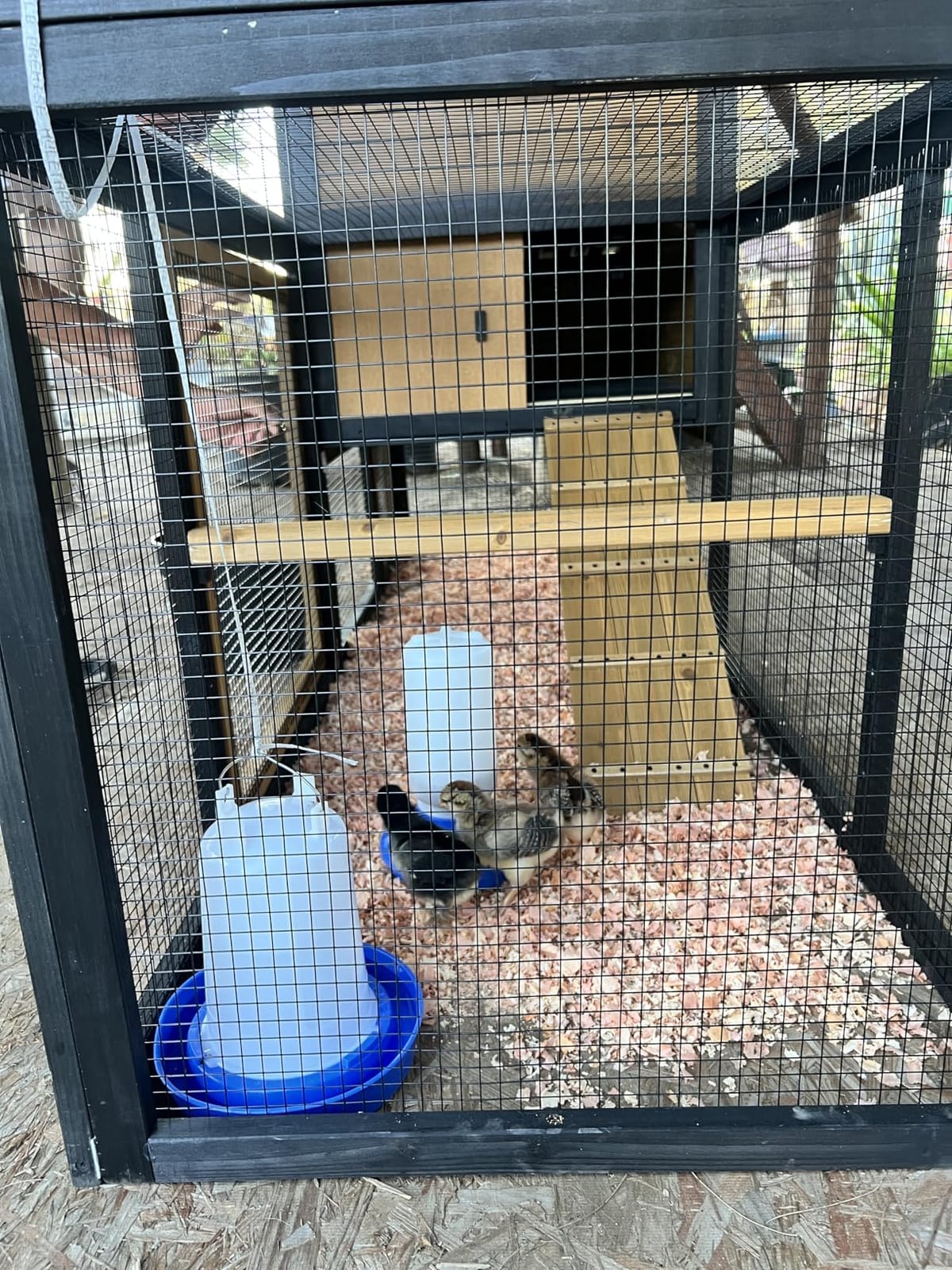 Petsfit Outdoor Chicken Coop with Run for 4-6 Chickens, 3 Nesting Boxes | 71 x 42 x 45 in; predator-resistant ground anchors, 3-door cleaning access, washable floor, 3 perches and chicken swing. customer photo 1