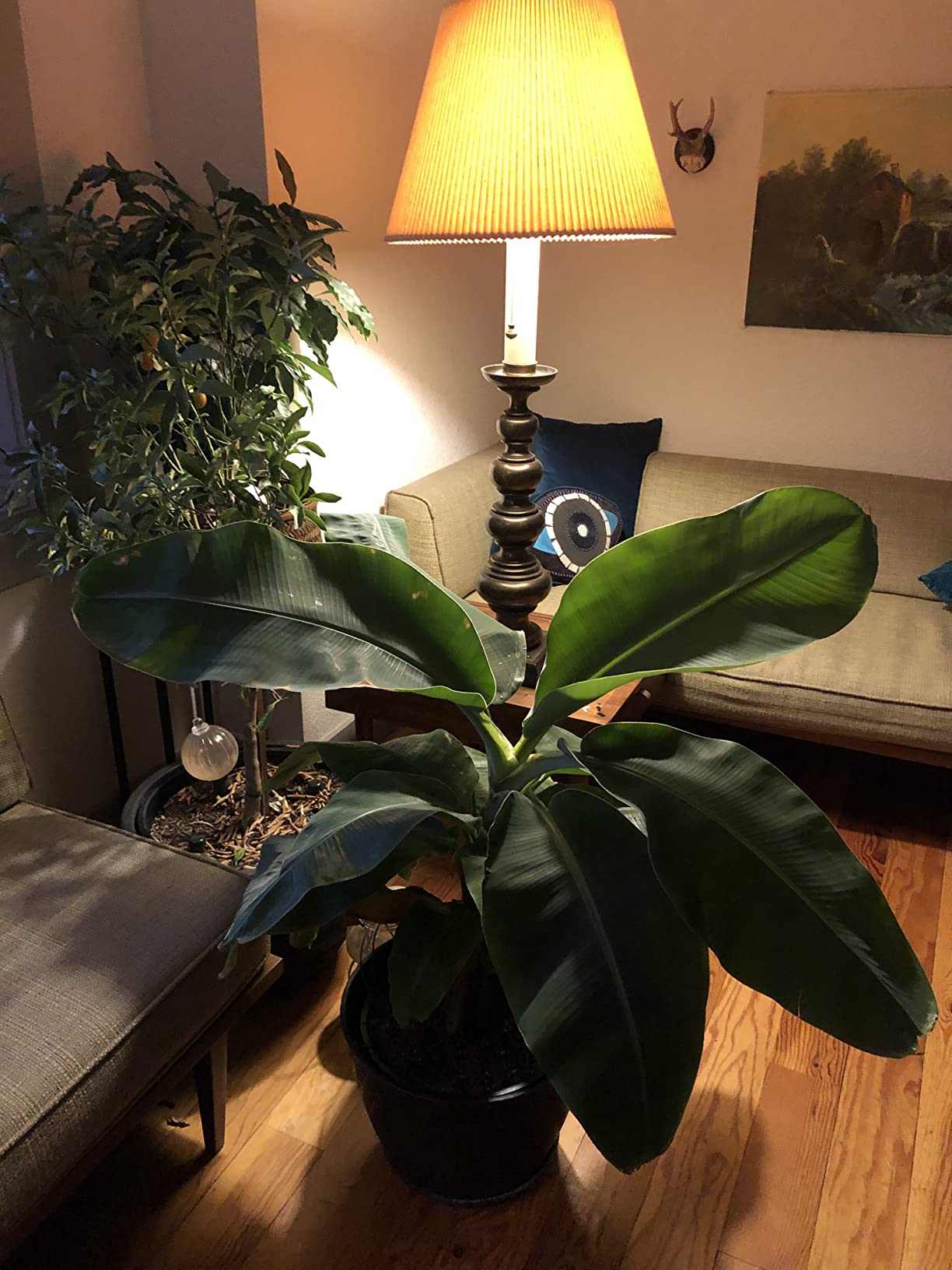 Blumat Classic Self-Watering Stakes - Prevents Overwatering and Underwatering for Healthy Growth While You are Away - Ideal for Indoor Plant Watering (3 Pack w/o Adapter) customer photo 1