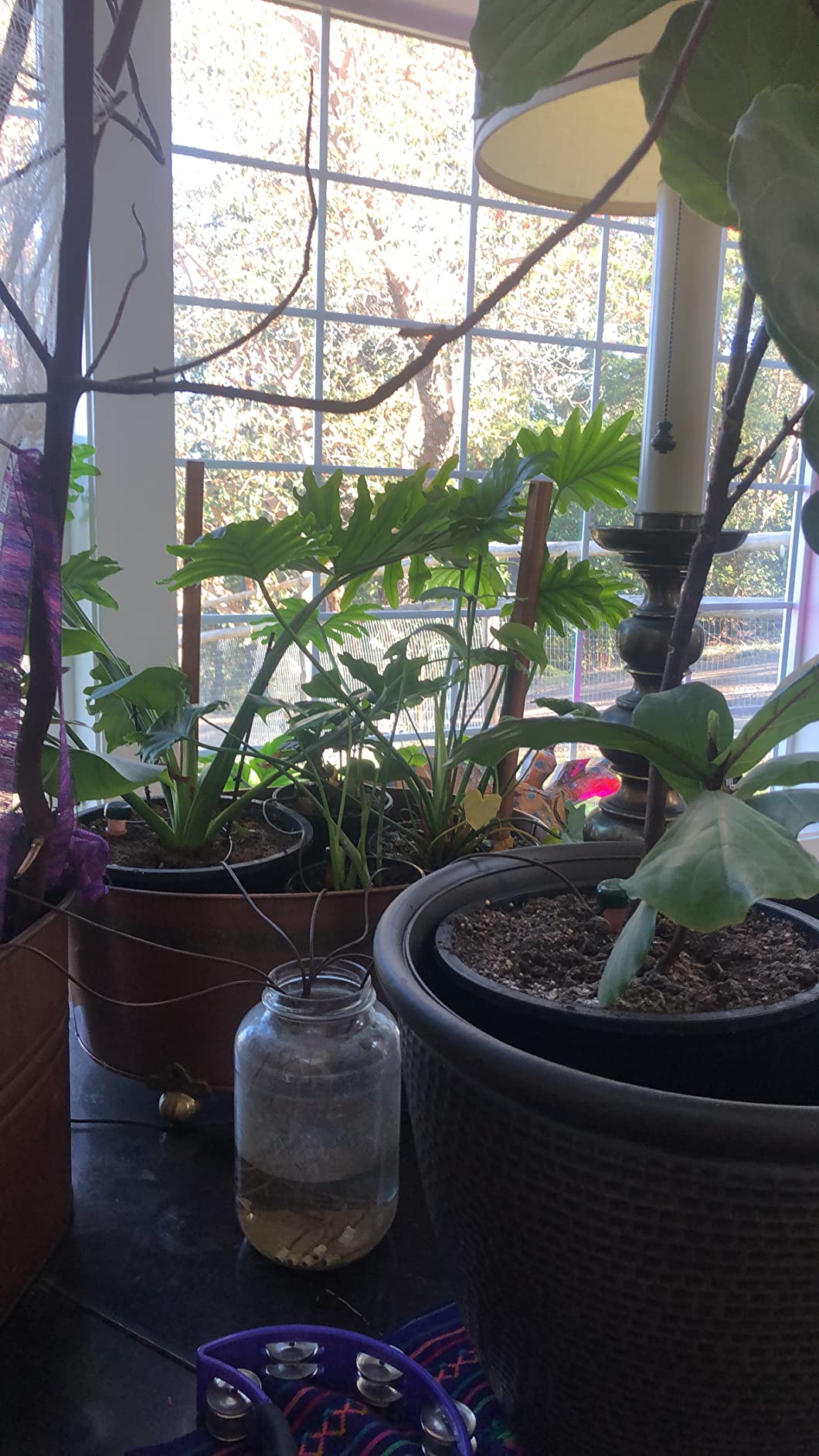 Blumat Classic Self-Watering Stakes - Prevents Overwatering and Underwatering for Healthy Growth While You are Away - Ideal for Indoor Plant Watering (3 Pack w/o Adapter) customer photo 2