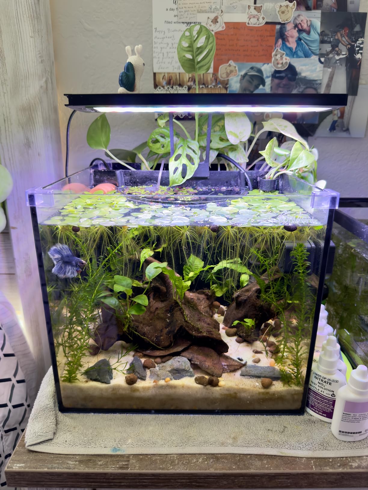 API Freshwater Master Test Kit 800-Test Freshwater Aquarium Water Kit, White, Single, Multi-Colored customer photo 1