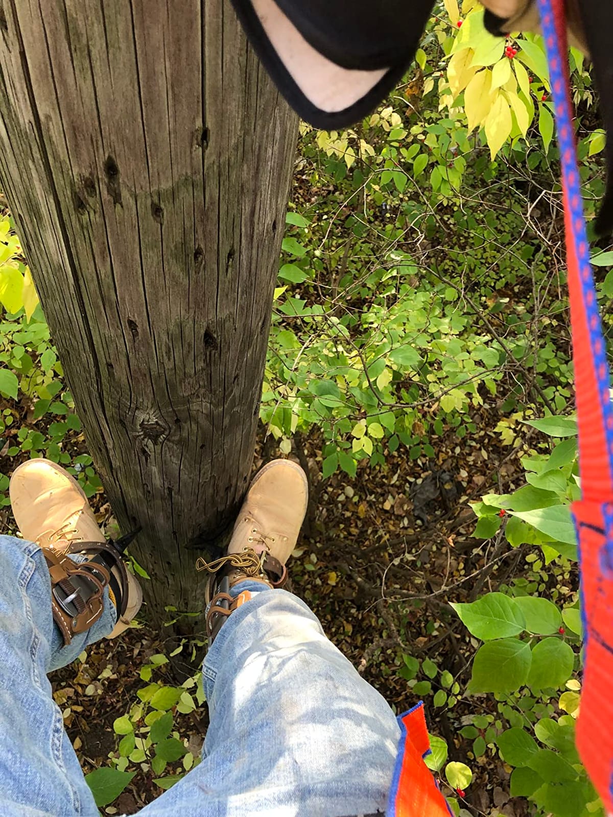 Klein Tools CN1907ARL Tree Climber Set with Pole Climbers, Leg Irons, Climbing Gaffs, and Pads, Straps, Gaff Spikes, Stirrups customer photo 2