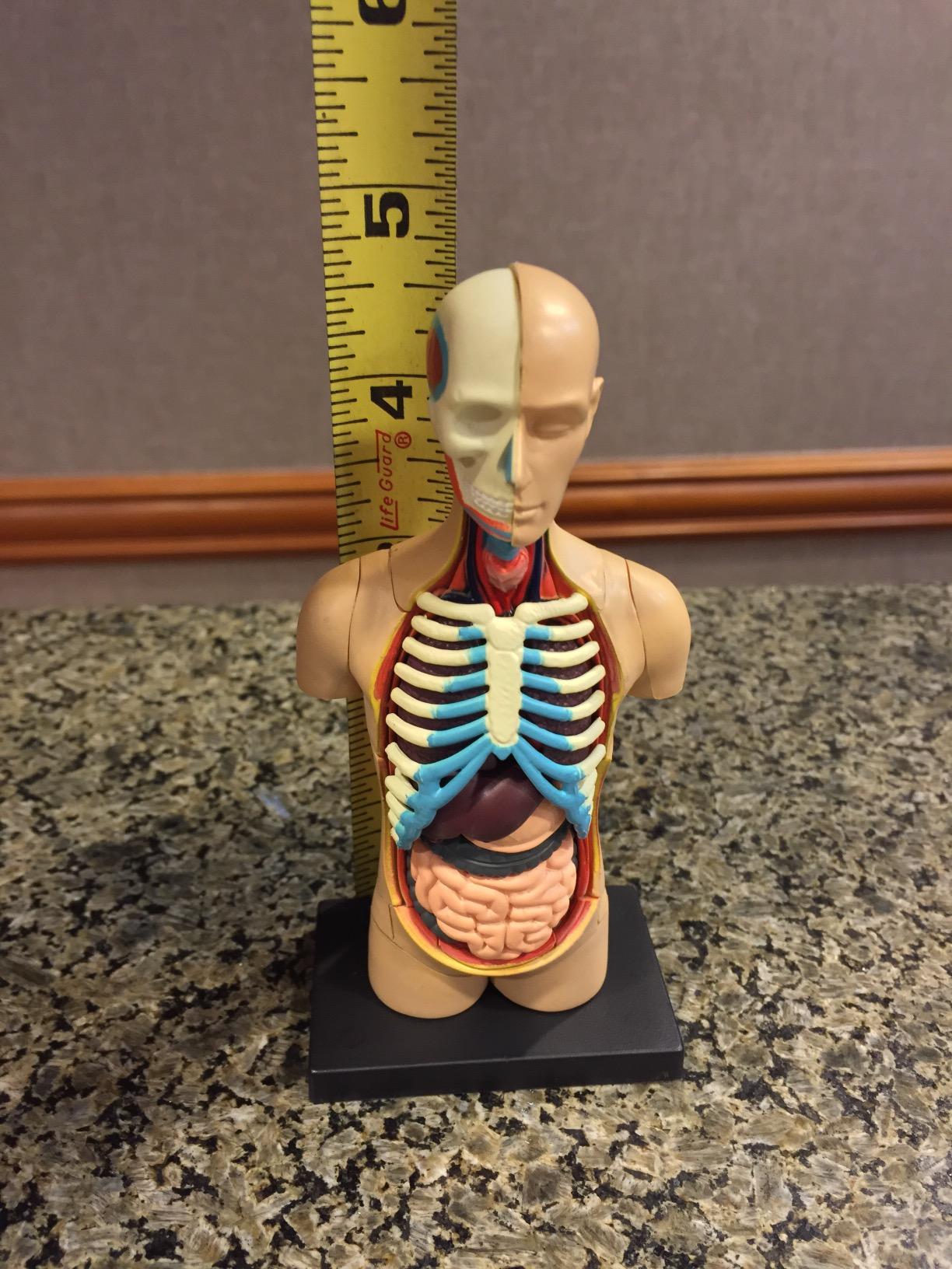 Learning Resources Human Anatomy Model Body customer photo 1