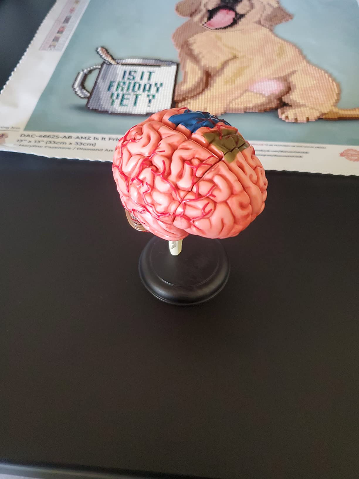 Learning Resources Anatomy Models Bundle Set customer photo 1