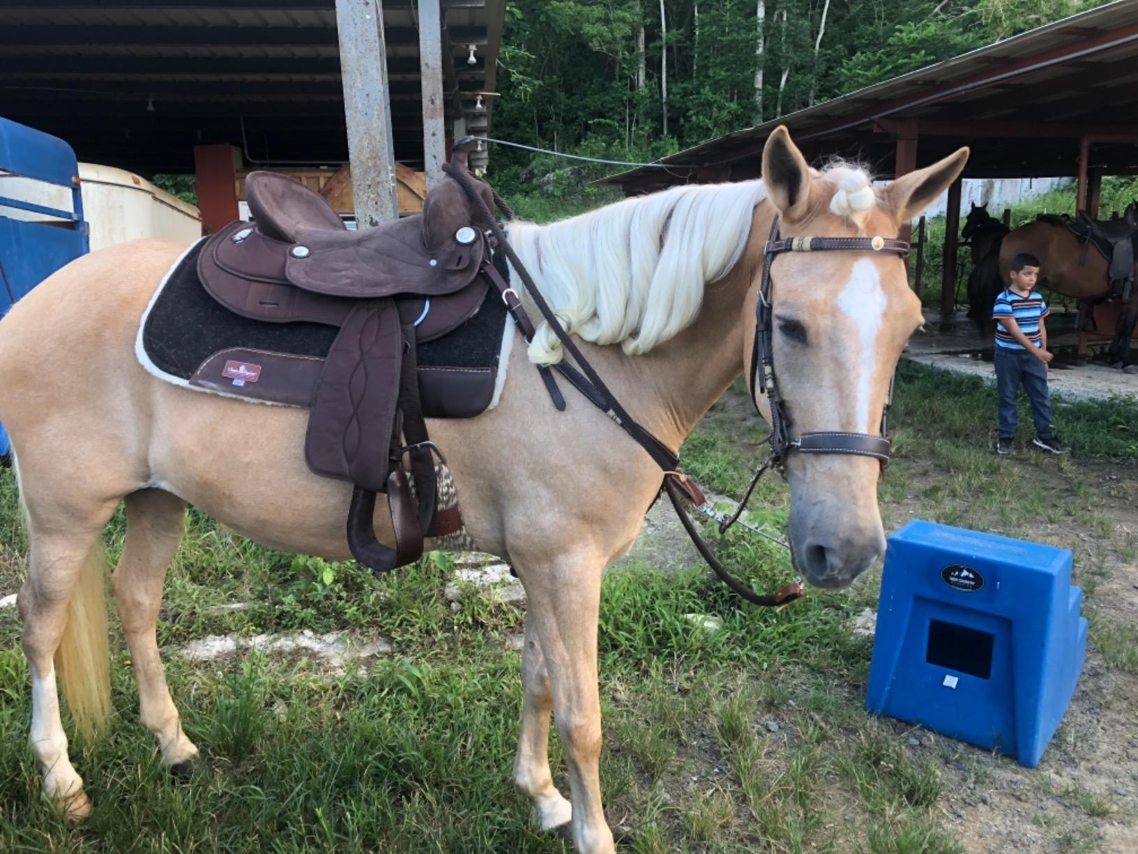 Eclipse by Tough1 Round Skirt Competition Saddle customer photo 2