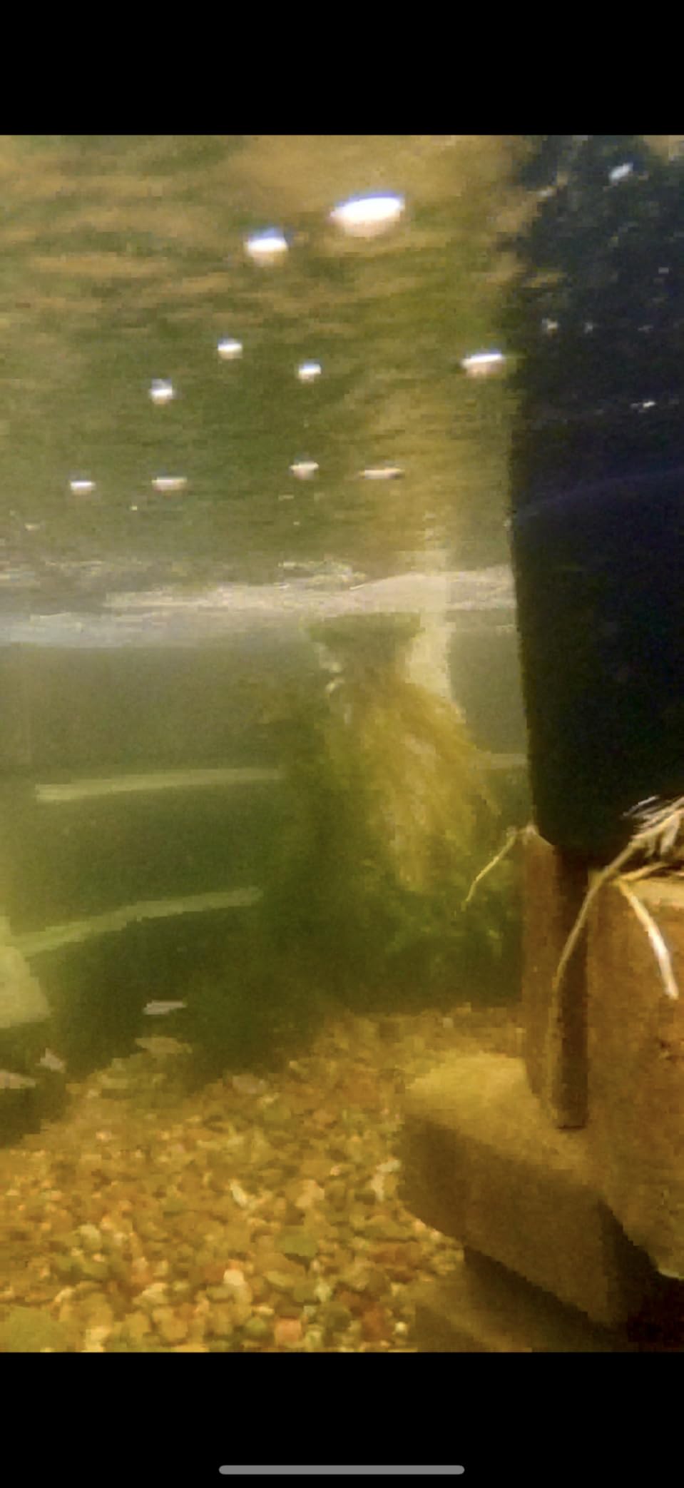 Tetra Pond GreenFree UV Clarifier UVC-5 for Clean & Clear Ponds | For Ponds Up To 660 Gallons, Removes Algae & Keeps Ponds Algae Free, Includes High-Efficiency 5W UV Bulb customer photo 2