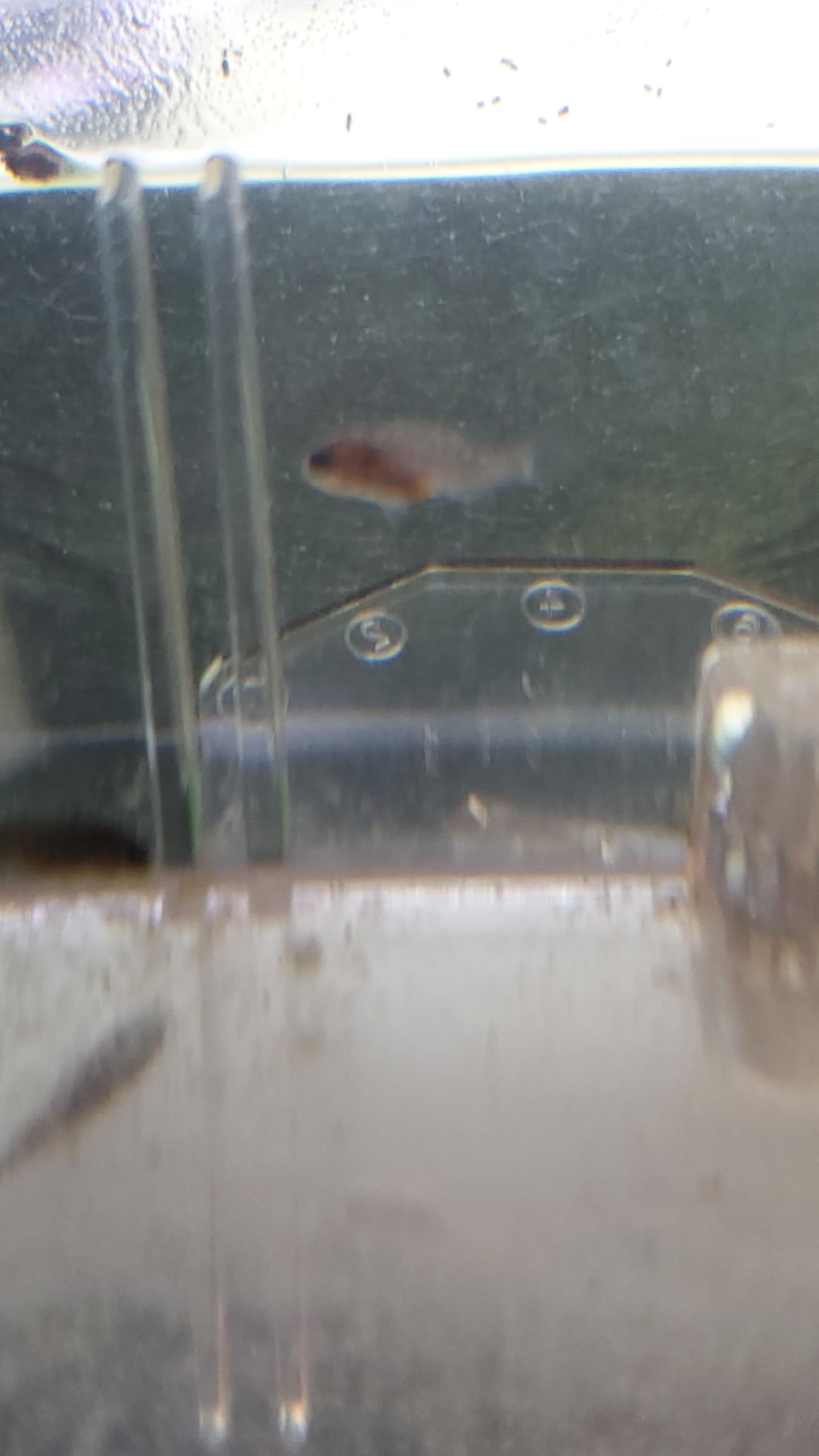 Fluval Multi-Chamber Holding and Breeding Box, Large customer photo 1
