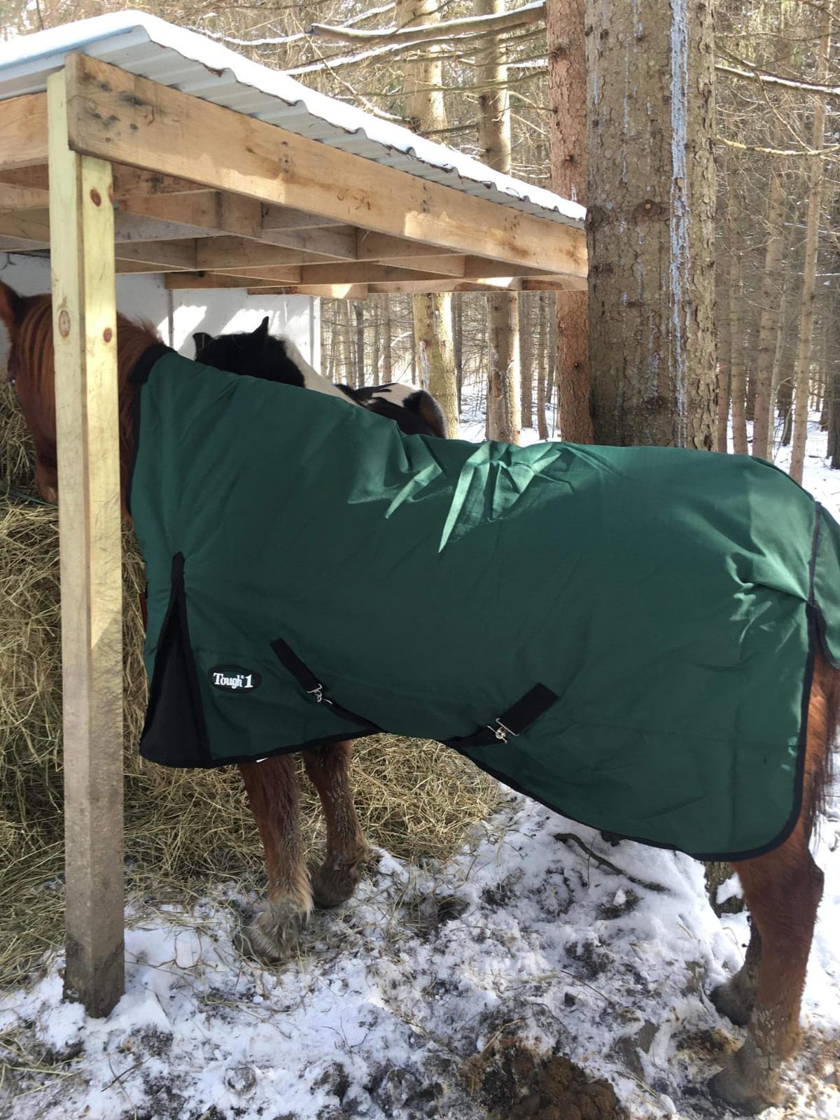 Tough 1 1200D High Neck T/O Blanket 300g customer photo 1