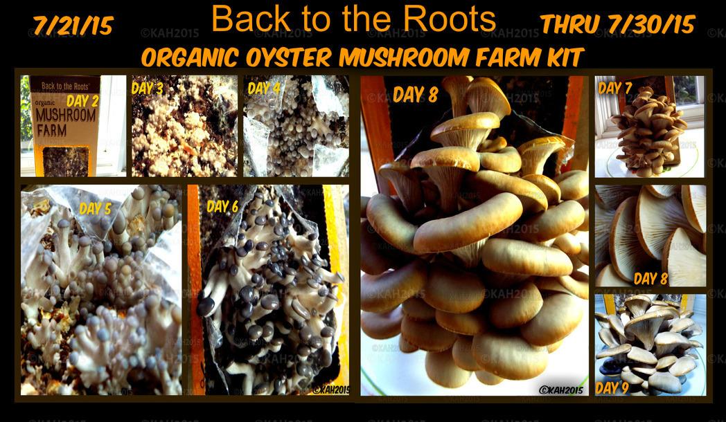 Back to the Roots Organic Oyster Mushroom Grow Kit, Harvest Gourmet Mushrooms In 10 Days customer photo 1