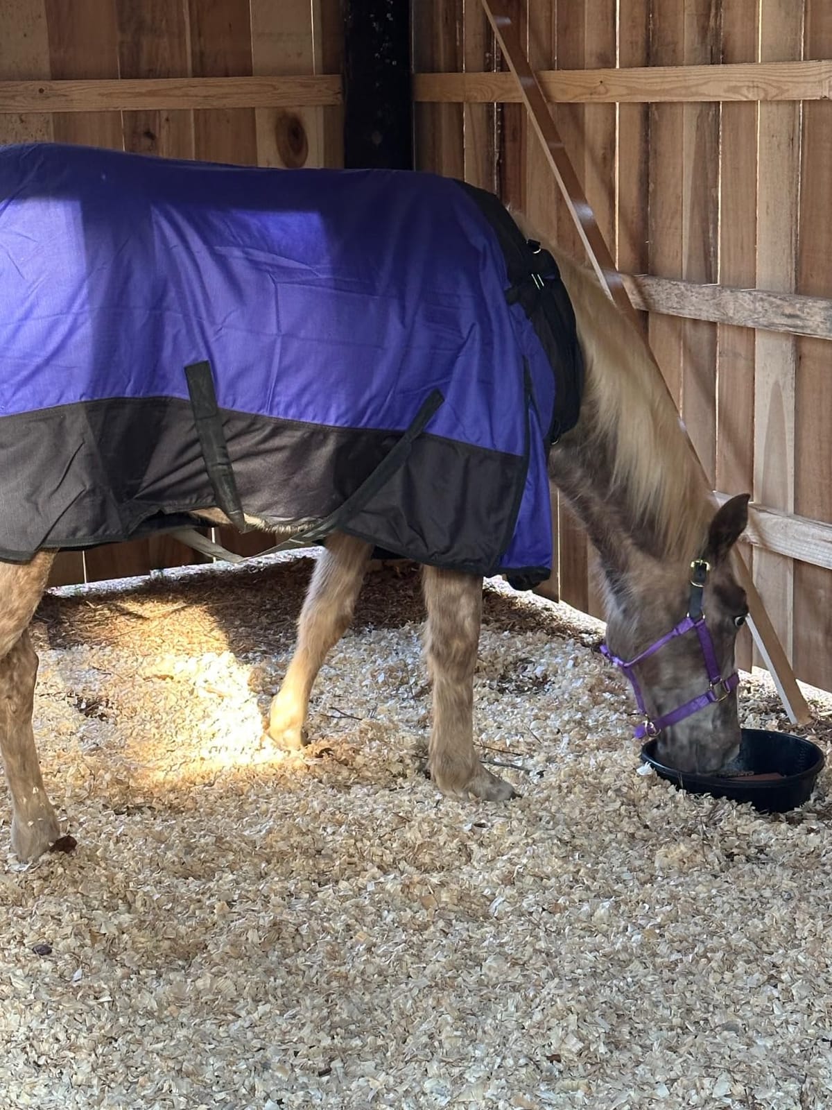 TOUGH1 1200D Turnout Blanket with SNUGGIT, 300-G, Burgundy, 78-in customer photo 2