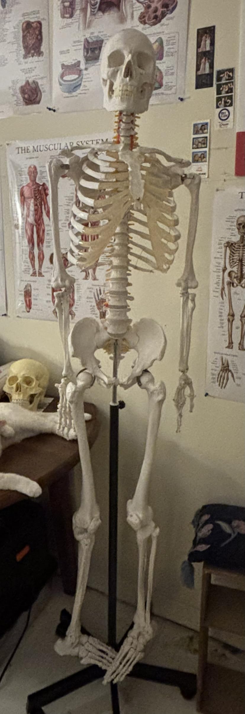 Axis Scientific Life Size Skeleton Model for Anatomy Study | Includes 3 Printed Guides, Pelvic-Mounted Rolling Stand, US-Based Customer Service customer photo 1