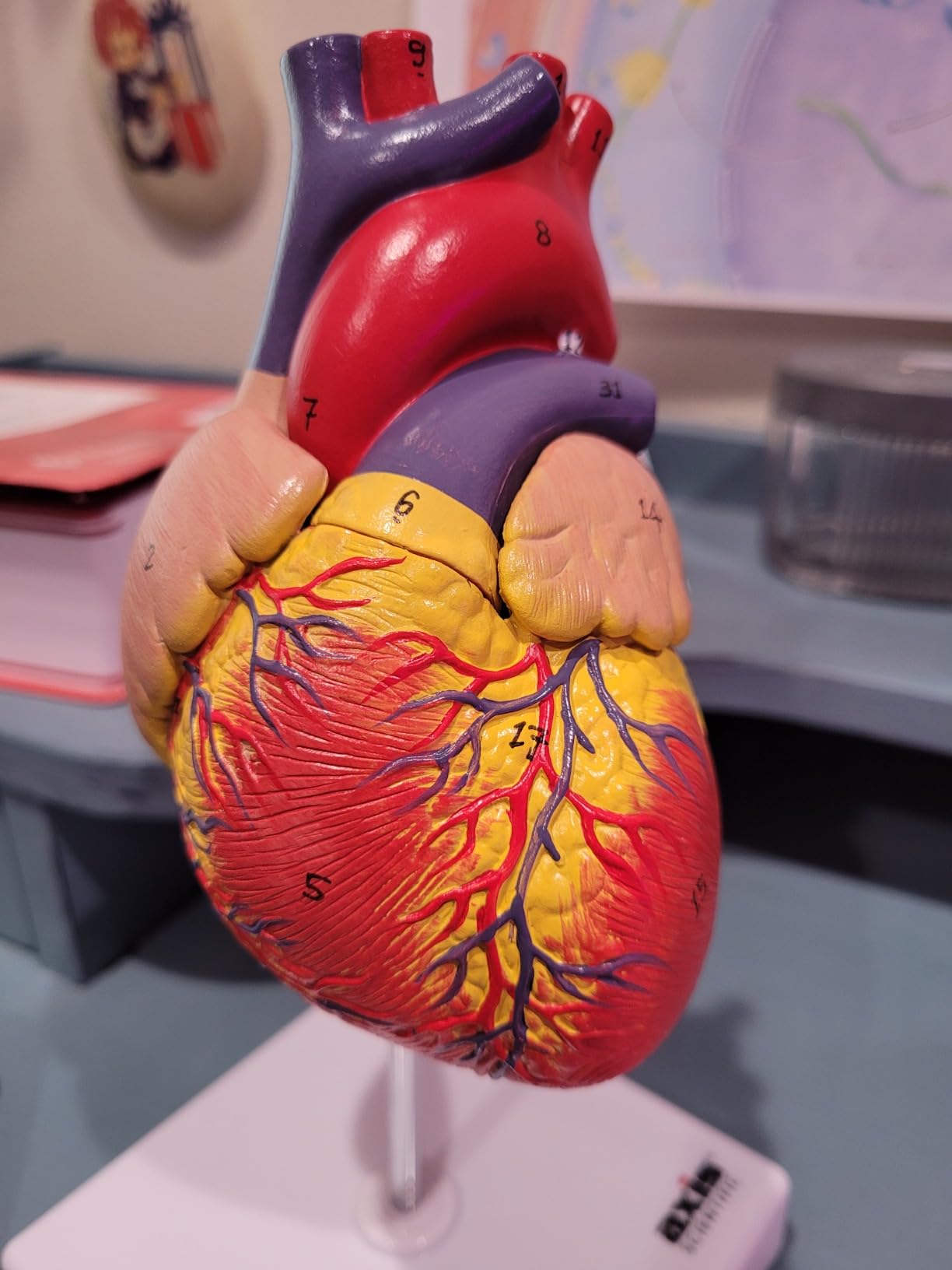 Life-Size Human Heart Model | 2-Part Magnetic Design with 34 Clearly Labeled Internal Structures, Mounted on Base customer photo 1