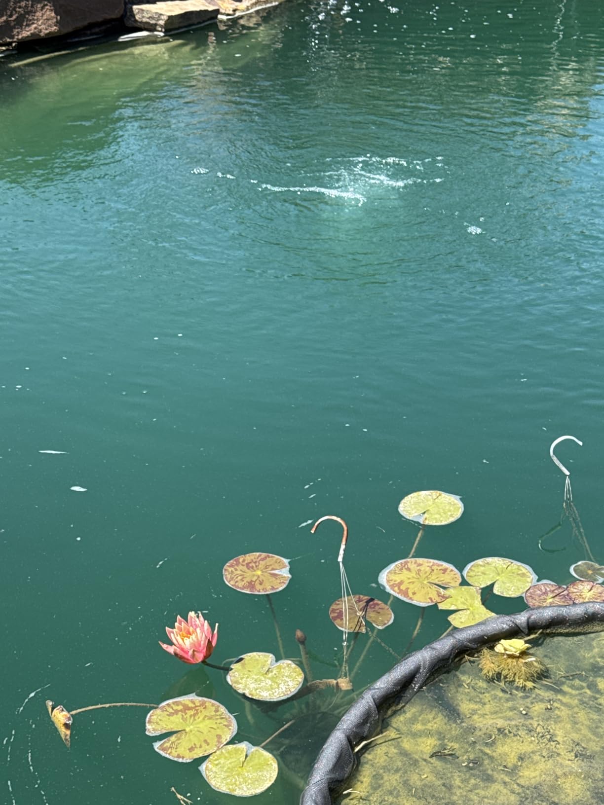 The Pond Guy Pond Aerator 1, Complete Aeration Kit, Water Garden Oxygenation Bubbler System Adds Oxygen to Koi & Fish Ponds, Outdoor Diaphragm Compressor Pump, Air Line & 1 Submersible Diffuser Stick customer photo 2