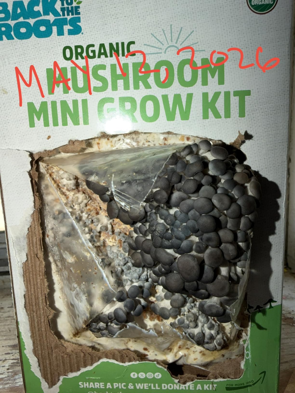 Back to the Roots Organic Mini Mushroom Grow Kit, Harvest Gourmet Oyster Mushrooms In 10 days, Top Gardening Gift, Holiday Gift, & Unique Gift customer photo 1