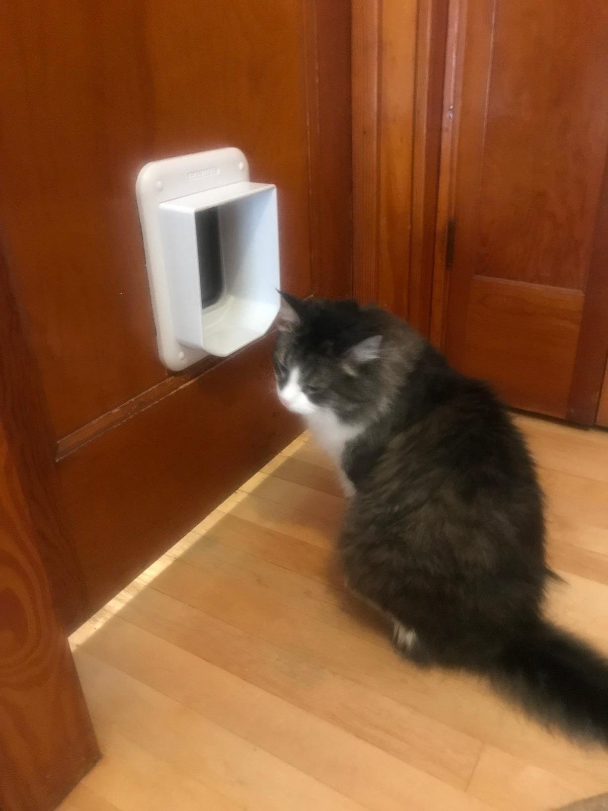 Cat Mate Microchip activated Cat Flap | for up to 30 Cats, Brown customer photo 2